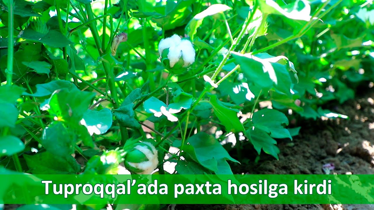Tuproqqal'ada paxta hosilga kirdi Tuproqqal'ada paxta hosilga kirdi